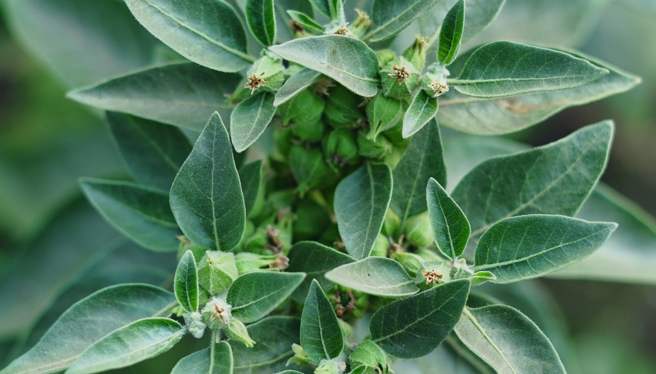 ashwagandha plant